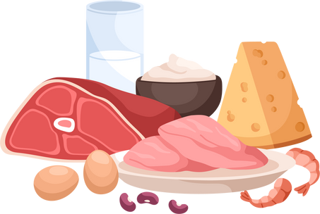 Protein Rich Food Illustration